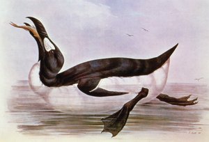 The Great Auk ، رسم توضيحي من "طيور أوروبا" بقلم ج. جولد ، 1832-1837 (ليثو ملون يدويًا)